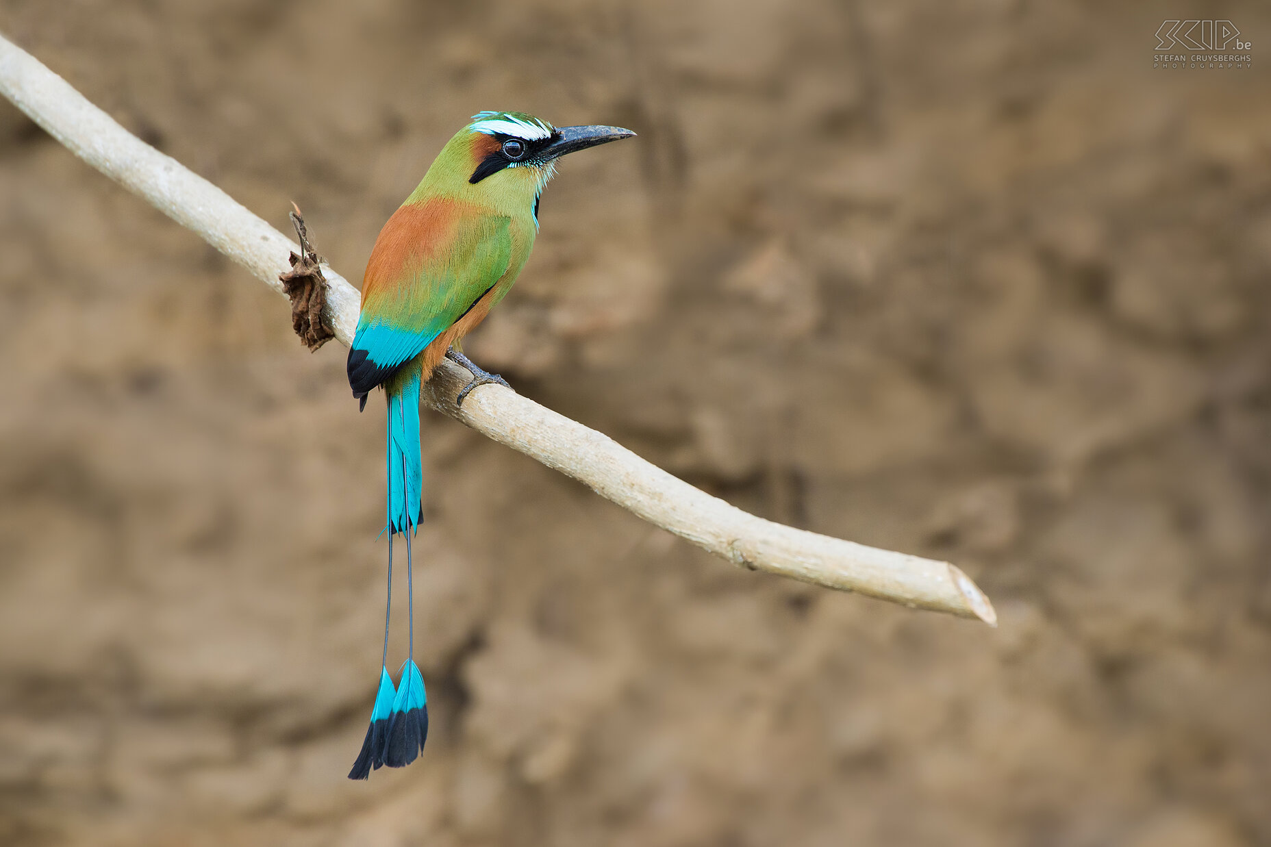 Tarcoles rivier - Wenkbrauwmotmot Wenkbrauwmotmot (turquoise-browed motmot, eumomota superciliosa) op Tarcoles rivier vlakbij Carara National Park in Costa Rica. Deze motmot is ongeveer 34 cm lang en weegt ongeveer 65 gram. Het heeft een overwegend groen-blauw-oranje lichaam en  een lange staart waarvan de uiteinden de vorm van rackets. De motmots maken hun nest in de oevers. Stefan Cruysberghs